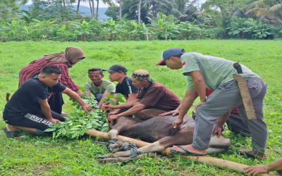 Keluarga Besar   MTs Negeri 4 Bolsel Laksanakan Qurban Perdana